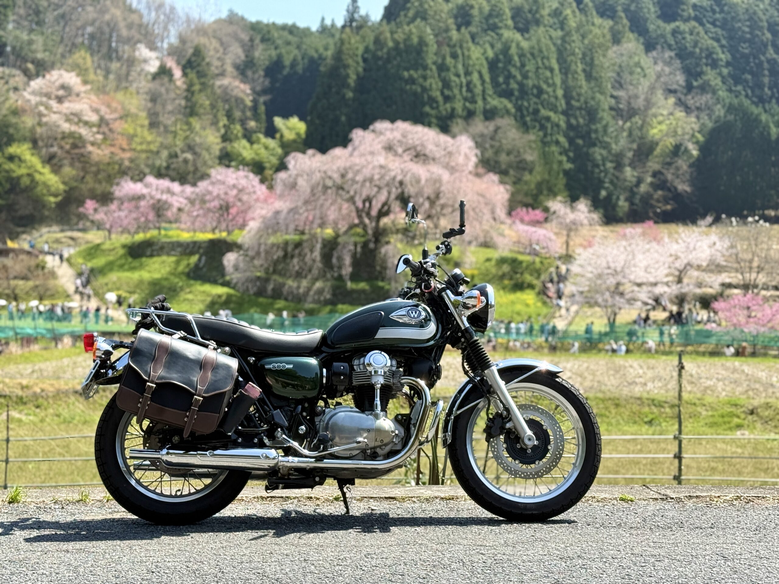 カワサキW800と奈良県にある又兵衛桜
